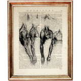 Anatomical Illustrations by Leonardo Da Vinci Dictionary Art Print