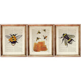 Bee and Honeycomb Set of 3 Poster