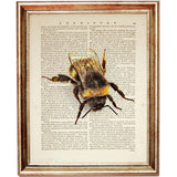 Vintage Bee Illustration Wall Decor