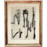 Vintage Da Vinci Anatomical Illustrations Dictionary Art Print