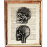 Anatomical Da Vinci Art Prints Bundle of 10 Skull Poster