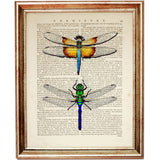 Nature inspired dragonfly print bundle, 3-pack wall decor