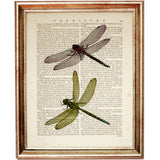 Collection of 2 dragonflies in each print, whimsical art for sale