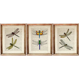 Set of 3 dragonfly dictionary art prints, elegant home decor