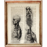 10 Unique Da Vinci Anatomy Sketches Prints