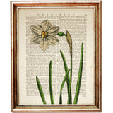 Botanical Illustration Wall Decor