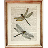 Dragonfly illustration prints, set of 3 with unique designs