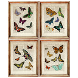 Set of 4 Butterfly Artwork