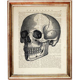 Skull Wall Decor Human Anatomy Wall Hanging Dictionary Page