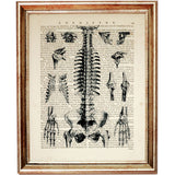 anatomical illustration of full skeleton spine and joints on a vintage dictionary page background