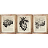 Set of 3 vintage anatomy prints including the human brain, anatomical heart, and labeled skull, printed on dictionary pages