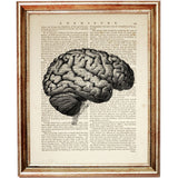 medical illustration of human brain from side view printed on a dictionary book page