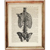 Set of 4 Anatomical Dictionary Art Prints, Science-Lover's Home Decor