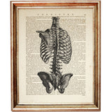 anatomical illustration of the rib cage and spine, printed on an antique dictionary page, classic medical or academic wall decor