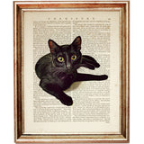 Black cat lying down with yellow eyes on antique dictionary page