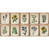 Collection of 10 botanical flower dictionary art prints