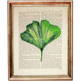 Botanical Ginkgo Leaf Art Print - Retro Dictionary Illustration