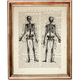 Front and back view of human skeleton illustration over a vintage dictionary book page