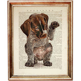 Decorative German Shorthaired Pointer Pup Dictionary Art