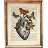 Anatomical heart illustration adorned with colorful butterflies, printed on an antique dictionary page