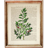 Vintage Olive Tree Artwork Print