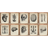 Set of 10  anatomical dictionary art prints featuring skull, heart, brain, spine, skeletal system
