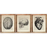 Set of 3 vintage anatomy prints featuring illustrations of the brain, heart, and skull, printed on antique dictionary book pages