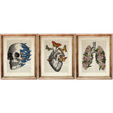 Set of 3 framed anatomical art prints featuring heart with butterflies, lungs with flowers, and skull with blue butterflies, printed on antique dictionary pages