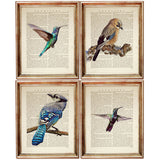 Set of 4 Nature Bird Illustration Wall Decor