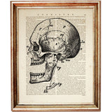 Lateral view of human skull anatomy on dictionary page art