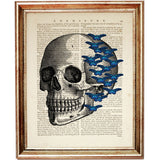 Antique anatomical skull illustration with vivid blue butterflies fluttering across, printed on a vintage dictionary page