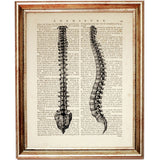 Spinal cord anatomy drawing on vintage dictionary paper