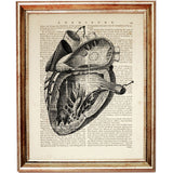 anatomical heart cross-section illustration on an old book page