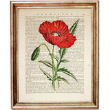 Red Poppy Botanical Dictionary Art Prints Setof 4 Flower Wall Decor 5x7 & 8x10