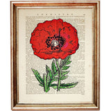 Red Poppy Botanical Dictionary Art Prints Setof 4 Flower Wall Decor 5x7 & 8x10
