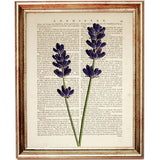 Set of 4 Botanical Dictionary Art Prints, Lavender Dreams Wall Decor