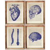 Set of 4 Cobalt Blue Anatomy Dictionary Art Prints, Anatomical Decor
