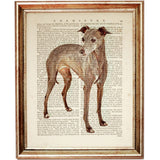 Set of 4 Italian Greyhound Dogs Dictionary Art Prints, Eleganza Canina
