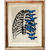 Set of 6 Anatomy Dictionary Art Prints, Anatomical Explorations Decor