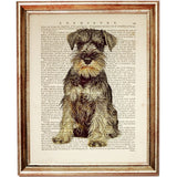 Schnauzer Mini Dictionary Art Print, Dog Wall Art Decor Poster