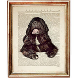 Newfoundland Dog Art Print, Wall Decor Poster, Pet Portrait Dictionary Art