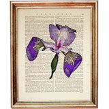 Set of 4 Flower Dictionary Art Prints, Blooming Botanicals Poster