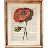 Red Poppy Botanical Dictionary Art Prints Setof 4 Flower Wall Decor 5x7 & 8x10