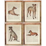 Set of 4 Italian Greyhound Dogs Dictionary Art Prints, Eleganza Canina