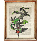 Coffee Tree Poster, Botanical Wall Art, Coffee Lovers Print