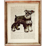 Miniature Schnauzer Dictionary Art Print, Dog Wall Art for Nursery