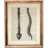 Spine Anatomy Dictionary Art Print, Spine-tingling Artwork Print