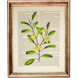 Botanical Herbal Greenery Dictionary Art Prints Set - Kitchen Wall Decor