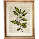 Botanical Herbal Greenery Dictionary Art Prints Set - Kitchen Wall Decor