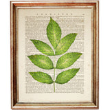 Botanical Vintage Dictionary Art Prints Set of 10